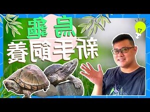 養烏龜的注意事項