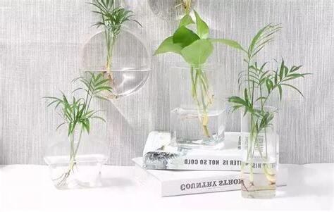 家庭水培植物