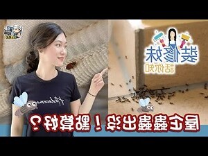 屋企有蜘蛛