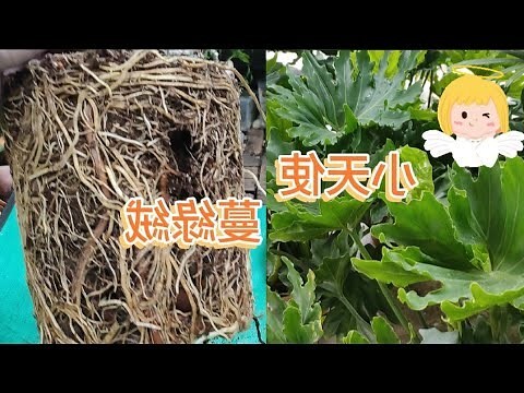 羽裂蔓綠絨