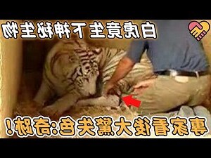 孕婦夢到老虎