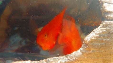 麝香龜魚混養