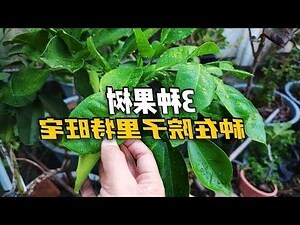 容易種的果樹