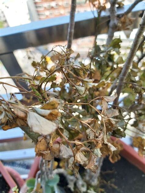植物突然枯萎
