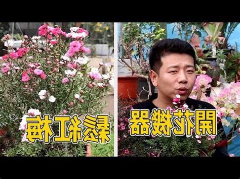 松紅梅風水