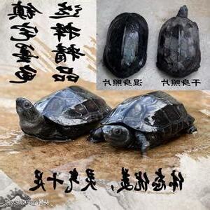 烏龜禁忌