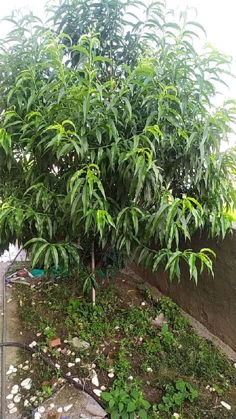 桃樹不開花
