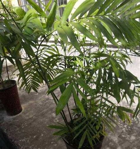 凤尾竹风水