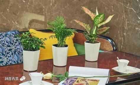 室內放假植物