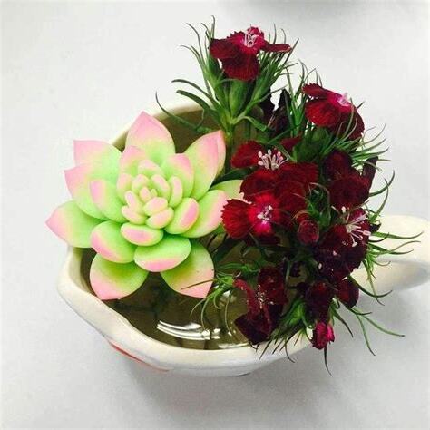 洗手間植物風水