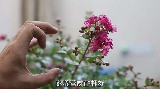 紫薇花種植方法