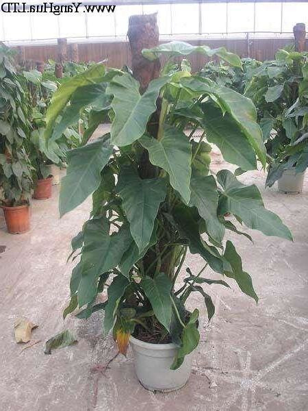 寶樹開花