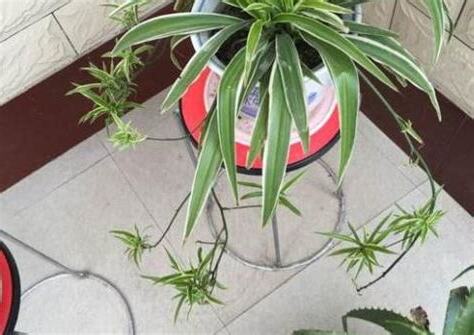 門前盆栽