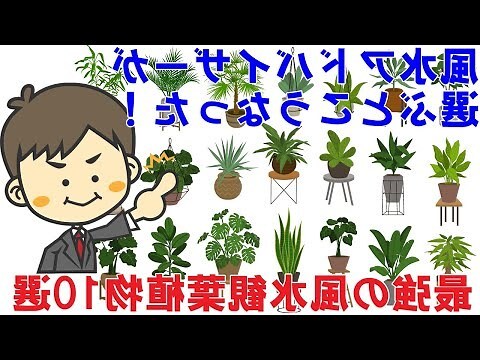 玫瑰風水