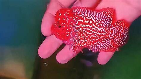 花羅漢魚買賣