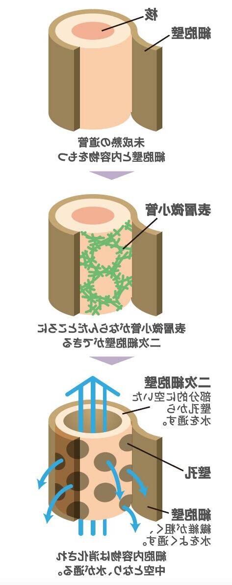 分野壁孔