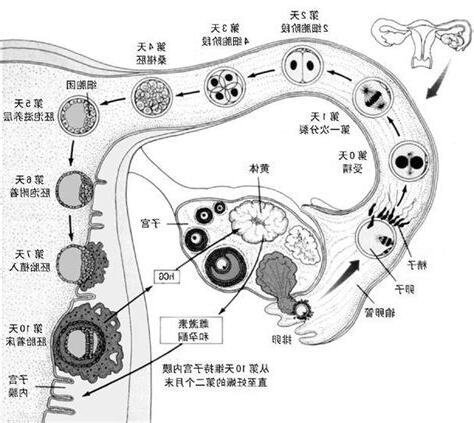 著床過程