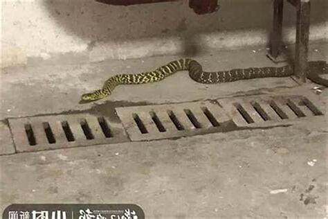 蛇来家里好吗