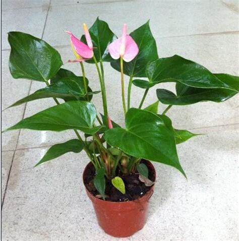 粉掌種植
