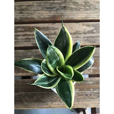 避煞植物
