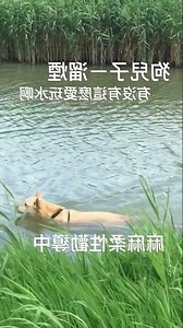 每天玩水的意思
