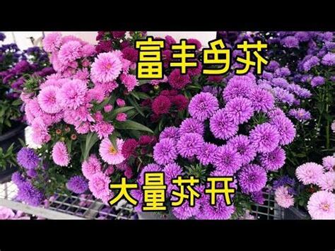 如意開花