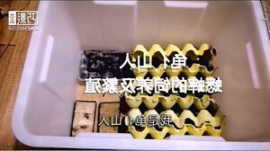 蟋蟀在家裡