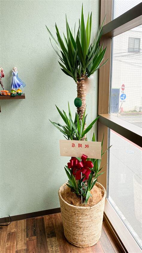 開店植物
