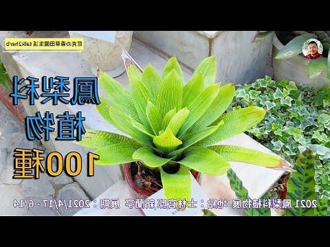 觀賞鳳梨