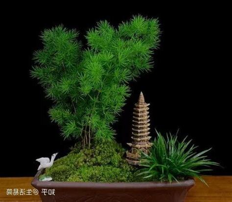 蓬莱松风水