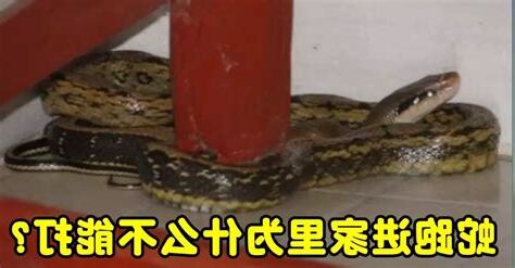蛇跑來家裡