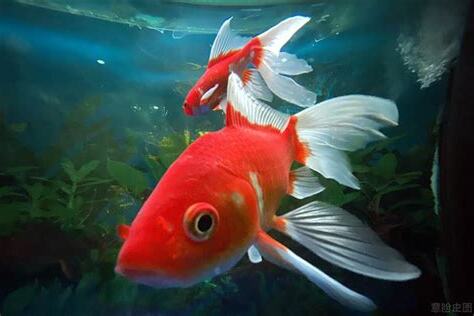 好養的金魚