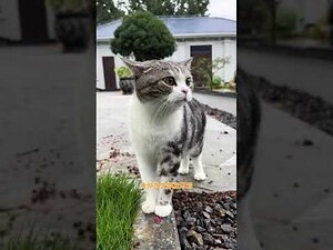猫进家好不好