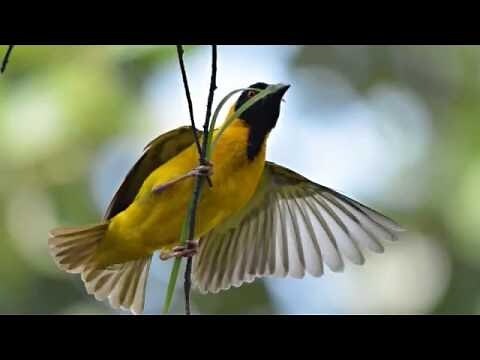 家裡築鳥巢