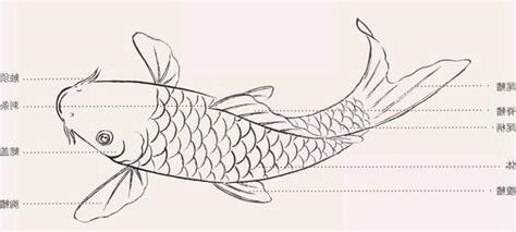 鯉魚畫畫