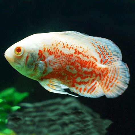 豬仔魚