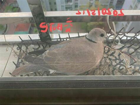 家裡有鳥