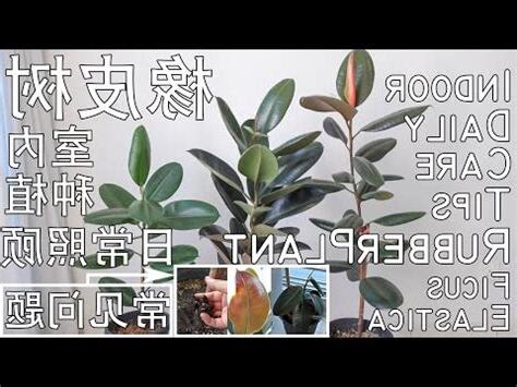 橡皮樹照顧