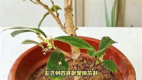 桂花繁殖方法