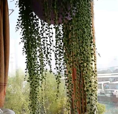 吊植物