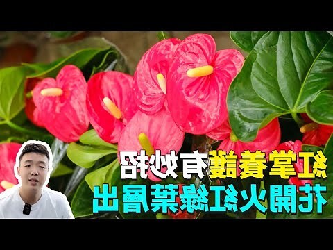紅掌怎麼養