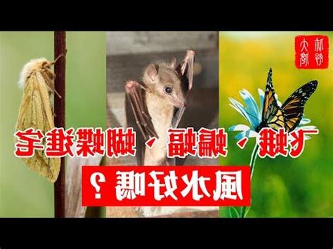 蝴蝶飛進家裏幾號