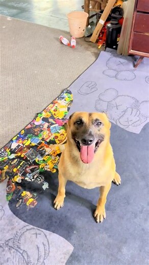 狗狗性格分析