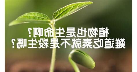 植物有生命嗎