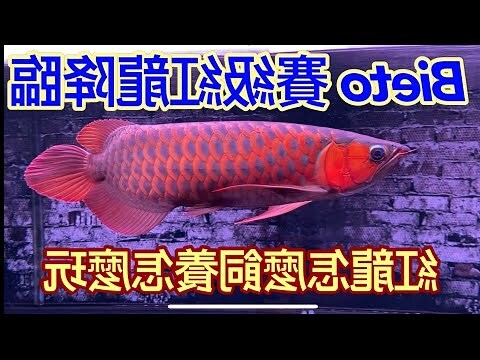 辣椒紅龍幼魚
