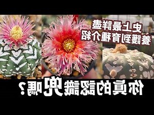仙人掌陽台佈置