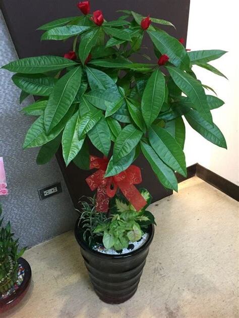 招財的植物