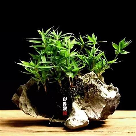 竹子澆水