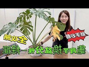 龜背竹換盆季節