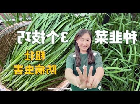 韭菜種植注意事項